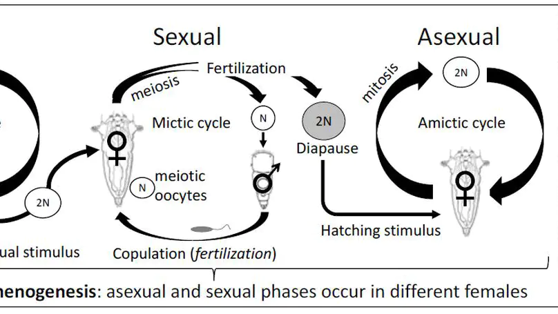 Life cycle evolution in Rotifera, The influence of sexual reproduction on contemporary systematics of Monogononta